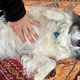 Image for article titled Dog Can Immediately Tell Exactly How Man’s Previous Dog Liked To Be Touched